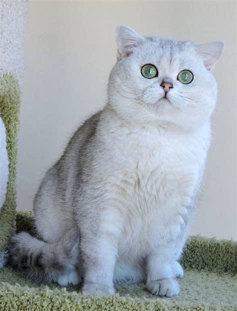 chinchilla british shorthair pictures.